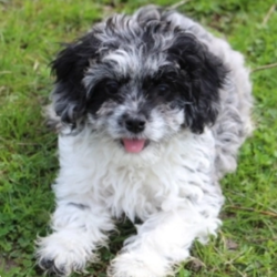 Peyton/Cockapoo/Female/13 Weeks,"Hi, my name is Peyton! I am such a beautiful little girl with my merle markings. I will definitely be the talk of the town! I come up to date on my vaccinations and vet checked from head to tail, so not only am I cute, but healthy too! I promise to be on my best behavior when I’m with my new family. I’m just a bundle of joy to have around. So, hurry and pick me to show off what an excellent puppy you have!”