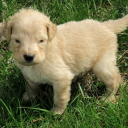 Tucker/Goldendoodle/Male/4 Weeks,Hello there! Meet Tucker! He is the center of our world and center of all the attention everywhere he goes. Tucker is eagerly waiting to go home to his new family. Will he be coming to your home? What is special about Tucker? Just look at him! He is one the cutest puppies that you will ever come across. The coolest thing about this fur boy is that he loves to play and likes to follow you everywhere. He is sure to be a big hit with your family and friends. Tucker will come to you up to date on his vaccinations and vet checked. Don't miss out on bringing this handsome boy home. Call now!