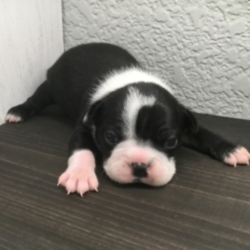 Memphis/Boston Terrier/Male/2 Weeks,Meet Memphis! This cutie is ready to wiggle his way into you home and heart. He is a sweet and handsome little guy that is sure to draw a crowd when you are out and about. This boy can’t wait to shower you with all the puppy kisses he has to offer. He will arrive up to date on his vaccinations, vet checked and completely spoiled. Don't miss out on bringing this cutie home to your family. Once he is with you, you will wonder what you ever did without him!