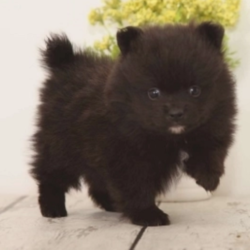 Grey/Pomeranian/Male/5 Weeks,“What's your name? I'm only asking because I'd like to know the name of my very best friend. My name is Grey and I am waiting here just for you. I am affectionate and love to give kisses and snuggles and I will be sure to give you plenty of both. I'm also a pretty big fan of play time. If you have toys, we will have tons of fun, but I know that even if it is just the two of us, we will have a blast. I will also come home to you up to date on my vaccinations and vet checked, that way we can get right to making memories. The sooner you call the better, I can't wait to start my life right by my best friend.”