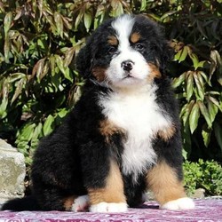 Tyler/Bernese Mountain Dog/Male/9 Weeks,Tyler is a handsome Bernese Mountain Dog puppy who is sure to win you over with his lovable spirit and fun personality. This fluffy fella is vet checked and up to date on shots and wormer. He can be registered with the AKC, plus comes with a health guarantee provided by the breeder. Tyler is being family raised and ready for a new adventure. To find out how you can welcome Tyler into your heart and home, please contact the breeder today!