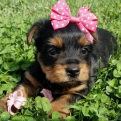 Wilda/Yorkshire Terrier/Female/5 Weeks,“I've had this dream for quite a while. It's something I'd do anything for. It's better than a gigantic bag of my favorite puppy treats. It's better than a 24-hour session of belly rubs. It's better than endless walks around the dog park with all of the tennis balls and Frisbees that I could ask for. You want to know what it is? It's you. I dream that I'll get to go home to you as soon as possible. We'll cuddle and snuggle and love each other with all our might. Nothing will stop me from being by your side and being the very best friend possible. Call now and bring me home so that my dreams can come true!”