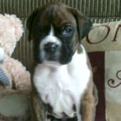 Tasha/Boxer/Female/5 Weeks,“Hello! My name is Tasha, and I’m super excited to meet you! I can’t wait to join your family and go on adventures with you. I love to play and I’m well socialized. I also like to snuggle up next to you for a quiet nap, especially on those rainy days. I come up to date on vaccinations and vet checked, so I will be healthy, happy, and ready to come to my fur-ever home! So, go ahead and pick me for a lifetime of puppy kisses and love. Don’t wait!”