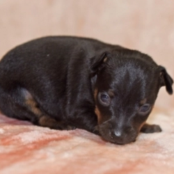 Kissie/Miniature Pinscher/Female/3 Weeks,“Greetings! My name is Kissie and I am ready to find my fur-ever home. As you can tell my photos, I'm an adorable baby that specialize in snuggle time. The home I am at now is very nice, but I know that the real fun will start once I arrive at your place. The sooner I can get to you, the better! I will be vet checked and up to date on my puppy vaccinations, so hurry up and make plans to get me to you. Don't leave a puppy like me behind!”