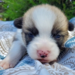 Yates/Pembroke Welsh Corgi/Male/4 Weeks,This is Yates. He is ready to come home and be your best friend. As soon as you walk in the door he’ll be right there to greet you with his wagging tail. Yates will be up to date on vaccinations and pre-spoiled when arriving home to you. Call about this sweet little guy today before it’s too late and you miss your chance to add this loving pup to your family!