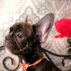 Kristoff/French Bulldog/Male/17 Weeks,Meet Kristoff! This gorgeous boy is ready to make you his new best friend. Kristoff is full of energy and spunk, and can’t wait to come home to you for belly rubs. He’s always ready to play and hopes you are too! He will be up to date on his vaccinations and pre-spoiled before coming to his new home. Make Kristoff part of your family today; you’ll be glad you did!
