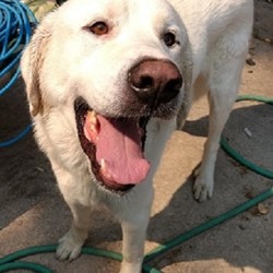 Adopt a dog:Merlin/Akbash/Male/Adult,Merlin is a BIG boy about 5 years old (Aug. 2018). He was picked up in Preston and now Four Paws is trying to find him a wonderful forever home. We don't know if he is house trained, but he seems familiar with being in a house and was comfortable inside with no marking or accidents. We believe he is an Akbash or Great Pyrenees. He must go to someone familiar with the breed and with handling large strong dogs. He was in a foster home for a short time, but became very territorial and aggressive with the other dogs in the home so was moved to an individual area at the shelter. He MUST go to a home where he will be the only dog, with a secure large yard where he can get exercise without having to go for walks in public. He doesn't listen to commands very well and can be stubborn about going out to potty. He loves people and seems to attach to someone very quickly and likes to be right next to 'his' person.
Merlin is looking for a forever family to call his own. His adoption fee is $200, which includes neuter surgery and vaccinations (parvo/distemper and rabies.) If you would like to meet this dog, please email us: scfourpaws@hotmail.com or leave a message @ 435/752-3534. Please be patient with us getting back to you as we are all volunteers with full-time jobs. Thanks for your interest in this wonderful dog!!