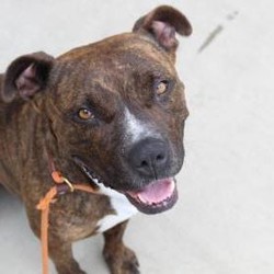 Adopt a dog:Roxie/Mountain Cur/Female/Adult,ROXIE—who should be renamed “LOVEBUG”

Roxie is ready for a home; not just because she would like to be in one, but because she has the manners to be successful.  If someone is looking for a companion, this dog will stay close to your side.  There is no sweeter animal.  Within four hours in my home, she was a part of it—and without being  “imposing.” She stays to the side if you tell her to—so she is not under foot.
I kenneled her at night and during brief periods during the day when I had something I needed to attend to, and she would immediately obey and enter.  She never made a peep; and did not wet her bed at night.  No accidents at all; always waited until we went out.  A kennel is suggested for the first few weeks because that is her “safe space” right now, because even with the door open, she will go there on her own.  .

Now the “outside” Roxie is a bit different and a strong handler will be required because she is STRONG!  She needs work on her leash, but corrects easily. She is highly social—and loves all people. When she is enthusiastic on her leash, she has a low, low, gruff, very gruff voice.  This will frighten some people who have dogs even though she is very good at play times at the shelter.  Understand it is her desire to get to the dog TO PLAY, but it can be some intimidating if you don’t know her. She’s super playful and sweet. She’s dog friendly too! She needs some social skills and could easily annoy an older or unsocial dog, but she just wants to play, play, play!

Despite this, aggression seems to be the exact OPPOSITE of this dog’s nature.  Loud noises do not seem to affect her at all.  Occasionally with quick movements around her, she would cower and show fear, but that may be natural until she is safe and comfy in a home for a while.  
	
This dog is wonderful and deserves the best life. I am in love!  

Roxie (A43966881) is 3 years old, 50 pounds. She spent time in a foster home but now you can meet her at our main shelter and fall in love today! Adoptions must be done in person.

Fort Worth, TX