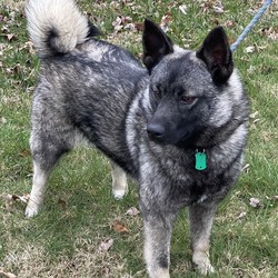 Adopt a dog:Noma/Norwegian Elkhound/Female/Young,Noma came to us as she came to us from a local dog shelter. Noma was picked up by the dog warden as a stray. Noma is about 1 year old or possibly less and is doing very well with her crate training. She will be available for adoption after the 22nd of April. For an adoption application to be considered for Noma please contact kindhands4paws@gmail.com