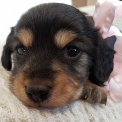Moana/Dachshund/Female/4 Weeks,Wow! Moana is simply precious! You just can't go wrong choosing her. Moana has been raised in a loving environment, so she's already been pre-spoiled. This cutie comes up to date on vaccinations and vet checked to help make her transition from our home to yours an easy one. What more could you ask for? Whether playing all day or lounging on the couch with you, Moana will surely make your family complete!