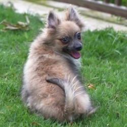 Victor/Pomeranian/Male/20 Weeks,“Hello there! My name is Victor, but you can call me baby. I love to snuggle and give kisses to everybody I see! Take me home and I'll be your best friend. When there's a crumb dropped, I'll be there to pick it up for you! When you need a buddy to run miles with, I'll be there with leash in tow. I am very friendly, responsive, and playful. I'm extremely healthy and plan on staying that way for a very long time. Teach me, praise me, and I guarantee I'll make you proud at home or on walks. Call about me today.”