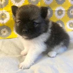 Zakari/Pomeranian/Male/5 Weeks,Introducing Zakari! He’s a happy little guy. Without a doubt, he’ll be the favorite of your home in no time. His favorite hobby other than playtime is spending time with you. When Zakari arrives to his new home, he will have a complete nose to tail vet check and arrive with a current health certificate. Zakari is an all-round healthy boy waiting for the perfect family to entertain. Wouldn’t you love to have him? He can’t wait to love you!