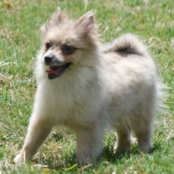 Vance/Pomeranian/Male/20 Weeks,“Well, hello there! My name is Vance. It's very nice to finally meet you! I have been waiting for my forever family and now I have found you! I can't believe the day has finally come. I just know we are going to be the best of friends. I have already packed my bags and I am ready to come home to you. All that you have to do is hurry and reserve me before somebody else does. Please pick me! I will be waiting by the phone for your call!”