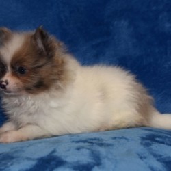 Fancy/Pomeranian/Female/8 Weeks,Are you looking for that lifelong companion that will be a perfect partner? Your search is finally over. Meet Fancy! She’s always ready to play and hopes you are too! She will arrive to her new home up to date on vaccinations, vet checked from head to tail and pre-spoiled. Don't miss out on the perfect puppy for you! Hurry! What are you waiting for?