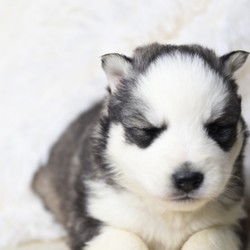 Darian/Siberian Husky/Male/6 Weeks,Dreaming of the perfect puppy? Then meet Darian. He’s sure to make all your dreams come true! Darian is a sweet and playful boy that can’t wait to meet his new family. Once you see this cutie, it will be love at first sight. Just look at that precious face! Who could ever say no to him? Darian will arrive up to date on vaccinations. Get ready for a mess of fun with this great boy at your side!