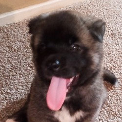 Covey/Akita/Male/8 Weeks,Rev up your engines! Covey is his name and playing is his game! This playful boy can’t wait to go on adventures with you. Just picture it now: running through the park, playing fetch, swimming, and so much more! Covey is the best of both worlds with his good looks and loving personality. Don’t let him get away. He’s a great guy looking for a great family like yours. Once he’s with you, you’ll wonder how you got along without him.