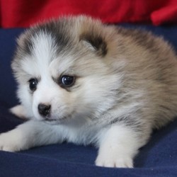 Tina/Pomsky/Female/4 Weeks,Tina is quite content to spend her time eating and growing under the watchful eye of her mother. Her other favorite activity is napping, and it will be only a matter of time before her playful personality shines through. When arriving to her new home, she’ll come up to date on vaccinations, vet checked and pre-spoiled! Hurry! Tina can’t wait to meet her new family!