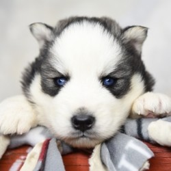 Darian/Siberian Husky/Male/6 Weeks,Dreaming of the perfect puppy? Then meet Darian. He’s sure to make all your dreams come true! Darian is a sweet and playful boy that can’t wait to meet his new family. Once you see this cutie, it will be love at first sight. Just look at that precious face! Who could ever say no to him? Darian will arrive up to date on vaccinations. Get ready for a mess of fun with this great boy at your side!
