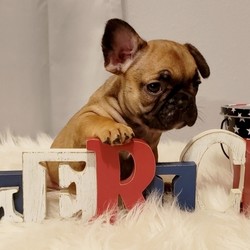 Gretta/French Bulldog/Female/8 Weeks,Meet Gretta! Her soft coat will be the envy of all who see her! She has a wonderful temperament and shows it with her calm and peaceful nature. She loves to play, but is happiest just being with you. Gretta is always doing something sweet to catch your attention and it always works! She is very sweet and I'm sure you'll fall in love with her at first sight. She will be coming home to you up to date on vaccinations and pre-spoiled. Don't pass up on this baby because she can't wait to meet you!