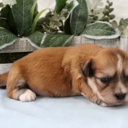 Preston/Lhasa Apso/Male/5 Weeks,Meet Preston! This gorgeous boy is ready to make you his new best friend. Preston is full of energy and spunk, and can’t wait to come home to you for belly rubs. He’s always ready to play and hopes you are too! He will be up to date on his vaccinations and pre-spoiled before coming to his new home. Make Preston part of your family today; you’ll be glad you did!