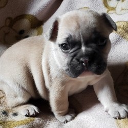 Tanager/French Bulldog/Male/5 Weeks,