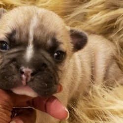 Tanager/French Bulldog/Male/5 Weeks,