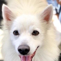 Adopt a dog:Snowball/American Eskimo Dog/Male/Adult,You can fill out an adoption application online on our official website. I'm Snowball, a 7 year-old, American Eskimo. Unfortunately, I was surrendered by my former owner, but was lucky enough to come upon NWTLB, so here I am! I'm a HIGH energy boy (even at 7) who absolutely loves the car, the beach and controlling my environment. I will let you know when I want to be with you by giving a bark or two. In fact, I can over bark and become a little anxious. I'm also pretty protective over my food, so I usually take my meals in my crate. I am a dog who likes to have life on my terms. I will need an owner that's around a lot! I need someone to dote on me and let me have my way because I am very stubborn. Overall, I'm just a lovable furball looking for my forever family!

More About Me:

Age: 7-years old

Sex: Male

Weight: About 17 pounds

Breed: American Eskimo

Spayed/Neutered: Yes

Microchipped: Yes

Current Vaccines: Updated on all