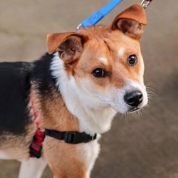 Adopt a dog:Me/Beagle/Male/Young,Meet Manolo!

30 pounds, under 2 years old, Needs a Secure Yard. Kids over 12. Must have another dog in the home. No cats.

Manny looks like a Beagle mix and is a 100% sweet boy. He was rescued from an overcrowded shelter in CA.

Manny is a very shy boy. Clearly he did not come from great beginnings. He is wary of people and will shake a bit when he first meets you. He is gentle though and once he warms up enjoys affection. He does not like being alone and will do best in a home where someone is around much of the time. He is not suited for an apartment due to his typical Beagle like bark. He does not yet know how to walk on a leash and needs some gentle guidance. He will do best with a patient person who is willing to work with him and help him gain confidence. He needs a home with a secure yard and no young kids (he is kind and gentle but kids will be too much chaos for him).

Manny will be vaccinated, chipped and neutered prior to adoption. His adoption fee is $395.

We cover the medical to prepare the pet for adoption and the adopt donations go directly to cover those costs and range from $295-$495. Thank you for stepping up to save a life!

To expedite to meet with this dog, please go to our site at www.savinggreatanimals.org and fill out an application. We look at the first applications to arrive, so we hope to hear from you soon!