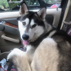 Adopt a dog:Oreo/Alaskan Malamute/Male/Young,Meet 2 year old Oreo! He is a hunk of a sweet boy weighing in at about 90 pounds, ready to be cuddled up next to you! He is very playful and friendly. He seems to travel well, is good on a leash, he needs a home without cats. He is currently working on his basic manners, but making good progress at his foster home, he has learned the command sit. He is an active young boy and needs a fenced yard with lots of room to run around. He loves other dogs, so possibly a home that already has a fur brother or fur sister, and active humans to do fun stuff with! He is unaltered , but has a date for his neuter .

If you think you might be a good match for this lovable fur baby, please go to our website and fill out an application  www.secondchancedogs.net   His adoption donation is $350.00, of which a portion is tax deductible. All donations are funneled back into the rescue for care of the animals we take in.