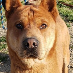 Adopt a dog:Conrad/Chow Chow/Male/Young,Due to the COVID-19 pandemic and to maintain social distancing requirements, appointments are preferred. Please EMAIL apassionforpaws@gmail.com. We also request that visitors wear masks when visiting the Akita Ranch. Conrad is a handsome ginger guy weighing in at about 45 lbs. He isn't quite as furry as a typical Chow and has a lovely curled tail that makes him look like a mini Akita. As typical of many primitive breeds, he can be aloof or uncomfortable with strangers and it is important to earn his trust. Once you do, you will have a loyal friend for life. He would do best in an adult only home that is familiar with Chows or Shar-Peis. We would describe him as selective with other dogs so if you have another dog, a meet and greet is important. If you are looking for a lower maintenance, medium size Chow or Shar-Pei, please consider Conrad since he is the best of both worlds!Visit Akita Ranch 28930 Ellis Ave, Romoland, CA, Open 10-5 daily. Email apassionforpaws@gmail.com for adoption information.
Follow us on Instagram @ http://instagram.com/apassionforpaws
and on Facebook @ https://www.facebook.com/pages/A-Passion-For-Paws-Rescue-Inc/95142903795
and on Twitter https://twitter.com/apassionforpaws
FOR COURTESY POSTINGS, PLEASE CONTACT THE SHELTER OR INDIVIDUAL LISTED DIRECTLY for more information on a particular dog.Did you know that you can be a hero? If this homeless dog steals your heart and you can't adopt at this time, we would welcome you to sponsor his/her rescue and save a life. Let us know by emailing us at: apassionforpaws@gmail.com THANK YOU FOR SUPPORTING ANIMAL RESCUE!