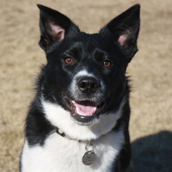 Adopt a dog:Luna/Border Collie/Female/Young,Foster Location: Boise, ID
Adoption Fee:  $150
Age:  7 months
Breed:  Border Collie
Spayed, vaccinated, microchipped
Adoption application: http://fuzzypawzrescue.com/adopt/adoption-application-2/

Luna came to Fuzzy Pawz Rescue from an Idaho shelter who knew it would be easier to maintain her epilepsy is she was in a foster home.  But don’t let epilepsy scare you she is on medication and has not had a seizure – she just needs to stay on her meds (which is super cheap).

Luna is not the type of dog that will lay next to you on the couch and cuddle during a movie; well that may happen after a 3-mile walk and a full tummy but otherwise Luna likes to be on the go! Luna has lots of energy and needs an active household. So, if you are training for Robie Creek – she would be up for that! If you love trail hiking, running on the greenbelt or any other high energy activity Luna is your girl.
She is house trained and crate trained but due to her medication does tend to have to go outside more often. Her exposure to children has been limited and she will occasionally jump up on you with excitement – so a household with children over 10 would be best. She would do well with another doggie friend in the house that will tolerate she constant playing. She does do ok with cats but will chase them if they run.  
This pretty girl is still a puppy and will chew on things that may not be a dog toy – so having a good supply of things she can play with and chew on is key. Luna continues to work on her basic commands; she is very food motivated and a quick learner but can be stubborn.  She loves car rides and learning to walk on a leash - when she sees other people/dogs she will pull to get to them faster to say hello. She needs someone who can continue to work with her and help her learn and grow.  A puppy class is a GREAT idea for her and for her new humans; it’s a great bonding experience and a lot of fun.

If you are looking for a companion to go out and do things with Luna would be a great girl for you.