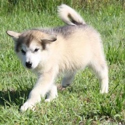 Kc Alaskan Malamute  Boys & Girls Available/Alaskan Malamute/Female/,I am very pleased and proud to present my Alaskan Malamute (Bailey) has had a stunning litter of puppies. The father (woody) is a black and white Malamute owned by close family so additional photos can be provided if necessary. All puppies were born on the 02nd of May and are ready to leave now.
There are 3 puppies available 1 Black and white girl, 1 blue and white girl and 1 black and white girl.
All puppies are raised in a family home around our other well socialised dogs and day to day hustle and bustle. Both adults are KC registered and HC-HSF4 clear. All puppies will be wormed from two weeks up until they leave for their new homes and will come weaned on a balanced diet which meets their nutritional needs.
All puppies will leave with:.1st vaccination. (Canigen Lepto 2). Microchip implant.. Five weeks insurance free with the kennel club.. KC registration details..A 5 generation KC pedigree certificate.. A contract of sale (As recommended by the kennel club). A puppy pack containing food,treats,toys,puppy pads,poo bags and a blanket smelling of mum.. Plus a lifetime of advice and support.. All puppies are sold as pets and are endorsed from breeding.
Please feel free to contact me for any additional information or any questions you may have and I will be glad to answer them.
A £200 non-refundable deposit will reserve a puppy of your choice. If you're interested in giving one of these beautiful creatures a wonderful home, Kindly get back to u with your mobile number cause wee will not be able to contact you without it.. Thanks for reading.\n