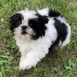 Kaleb/Shih Tzu/Male/12 Weeks,Meet Kaleb! He is a very playful and cheerful boy. He will surely make you smile with all his adorable antics. Kaleb hopes he can go home to you today so that he can bring you all his love and puppy kisses. This cute boy promises to always be by your side as your most faithful, four-legged companion. Wouldn't you love to make Kaleb yours today? Don't miss out!