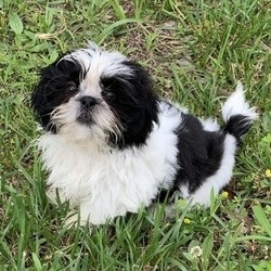 Kaleb/Shih Tzu/Male/12 Weeks,Meet Kaleb! He is a very playful and cheerful boy. He will surely make you smile with all his adorable antics. Kaleb hopes he can go home to you today so that he can bring you all his love and puppy kisses. This cute boy promises to always be by your side as your most faithful, four-legged companion. Wouldn't you love to make Kaleb yours today? Don't miss out!
