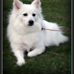 Adopt a dog:FOSTER HOMES NEEDED/American Eskimo Dog/Female/Adult,PLEASE NOTE, the Eskie in the photo with this listing is NOT available to foster or adopt. This photo is only to represent the breed to attract attention to this listing! Thank you for looking!

COVID-19 UPDATE: Due the country's current status, it is difficult to review homes for foster care, meaning that typically we would make a home visit, meet current pets and the entire family, introduce the potential foster dog to all in order to make sure that the dog chosen is a good match for the whole family. Please be patient with us as we come up with new plans to fit in with social distancing, mask wearing, while keeping all involved feeling safe. We always appreciate the offer and interest in fostering our dogs; it is completely necessary in order to carry-on and continue our mission, for the love of Eskies!

Foster Parents wanted! We always need new foster homes in Chicagoland and the surrounding suburbs! We have a challenge for you - that is - please help us save a life!!!  Help us save the life of an American Eskimo Dog, Japanese Spitz, and sometimes Pomeranians too, or mixes of these breeds! While you are fostering a dog for us, we are working on finding a new furever home for our furbabies! Fostering is not always easy, but it is always rewarding! After finding you a good match, you take in the dog and treat as a member of your family; the dog will be under your care for an average of a month to a month and a half, sometimes two. We provide all of the vetting and costs associated with the vet care. You provide love, stability, basic training/manners, food if you can, and of course lots of affection and hugs. You will fall in love with each foster you take in, but you will do so knowing that they will be adopted out to a great home ...and only because you opened your door for that second chance the dog needed! Please join us for their sake, fostering really does save lives! Interested? Contact us by email with your questions and/or take a look at our NEW website!  OR...Look for our adoption events, stop by and say hello! Please always feel welcomed to come out, meet us and some of our adoptable dogs!  We will answer all of your questions about fostering! New dogs are always coming in.....we can only take in as many as we have room for...aka foster homes available. Sometimes pictures shown here on this listing are current and available to foster, other times they are former foster dogs and already adopted, OR currently already in a loving foster home. Males or females, assorted ages & sizes are available! Remember foster homes are asked to provide food, treats, toys, bedding if they can, plus exercise, and a warm loving environment, as if they were part of your family. All vet expenses are taken care of by the rescue! We only use our rescue approved vets while the dogs are in our care and being fostered. Foster parents and families always have first choice to adopt the dog, unless holding for an already approved adopter. Perhaps you are already an Eskie lover and owner, so want to help out since you know the breed! Otherwise, if you think an Eskie is the perfect choice for you and/or want to learn more about the breed, why not foster one to find out. Fenced yards are required for certain dogs, but not all! We take fosters without fenced yards too, it depends on the needs of the dog and whether that dog is a flight risk or not! Many/most rescue dogs DO STILL NEED to be house-trained/potty-trained. We always work hard to place a good match into your home! A vet reference and/or business reference and a home visit are required to foster for our rescue.
Please email: CERbuddies@live.com  
  
TAKE NOTE: Again, pictured dogs are often already in foster care or have already been adopted! You can save a furkids life by fostering.....and really make a difference for the future of a homeless dog!!! Thank you for considering foster care!

Remember to take a look at our new website at:
www.chicagolandeskierescue.com

THANK YOU!
