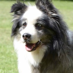 Adopt a dog:Willie/Border Collie/Male/Adult,READ BELOW ...  IT EXPLAINS THE PROCESS WITH WHICH YOU NEED TO START BEFORE ANYONE CAN EMAIL OR CALL YOU. 

Hi!  Mom calls me Willie!  I'm a fun lovin fuzzy guy.  I'm very people friendly and love attention.  I am about 8 years old.  I'm pretty laid back and like to go for walks.  I settle down in the house.  I weigh about 50#.  I was a stray in a shelter and had to go to a rescue because I had to be treated for heartworms.  I'm all better now.  I am NOT good with cats.  I like to chase them.  I just can't help myself.  I am an expert fence jumper.  So, I need a home with a 6' fence all the way around the yard or an invisible fence might be good for me.

Our adoption process helps a homeless Border Collie find a forever home while enriching your life with a special new family member!  We would love to answer questions about a particular Border Collie, but we need to know some information also! 
Our process includes:
1. Filling out our application. Please go to this link:   www.buckeyebcrescue.org
2.  Meeting with a BBCR volunteer in your home.
3.  Discussing potential dogs and setting up an adoption visit.  ALL ADOPTION VISITS TO MEET BCs WILL BE CONDUCTED IN TIFFIN, OH. 
4.  Adopting a great Border Collie that is suited for your environment and needs!Please be patient!  This process does take some time!Our Border Collies listed on our website are just a representative sample of the dogs BBCR has in its program at this time.  Some may still be in the evaluation process and not posted yet.   If you are interested in adopting a Border Collie from BBCR and don't see the dog that interests you, please fill out an application. All of our dogs are spayed/neutered, up-to-date on vaccinations, heartworm negative and on preventative.  There is no facility that is open with set hours.   Our Border Collies are fostered in our  homes where they  are evaluated for general health and temperament.  Our fee is usually $220 - $250  (may be higher in certain cases).