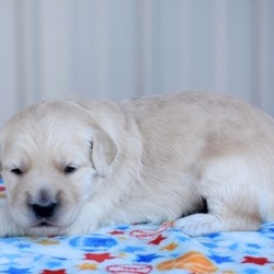 Ralph/Goldendoodle/Male/3 Weeks,Don’t you just have to know this cutie’s name? Well its Ralph, and he is just waiting for you to give him that forever home he is looking for. Ralph is the life of the party and will keep you smiling. He is a true cutie. This handsome baby boy will be sure to come home to you happy, healthy, and ready to play. Ralph will be coming home to you up to date on his vaccinations and will have a full head to tail checkup. Don’t miss out on this lovable, handsome boy. He will surely be the perfect puppy addition to your family!