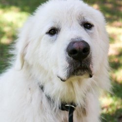 Adopt a dog:Bruno/Great Pyrenees/Male/Young,Please fill out our short application - the link is below.

*GPRS Dog Dossier*

Name: Bruno

Age: 3y

Housebroken: Yes

Location: TX (Can be on the next NW transport)

Notes:

All dogs and puppies require VISIBLE fencing

Adoption Fee: $275

Every GPRS dog is fully vetted (current on shots and has been spayed/neutered).

Adoption applications can be found on our website at

https://www.greatpyreneesrescuesociety.org/forms/

.

Northwest adopters pay the cost of transport to independent transport service.

ADOPTION, FOSTERING, AND DONATIONS are just some of the ways you can help a rescued dog. We have worked hard to cultivate a large network of volunteers to save this majestic breed. While monetary donations are always much appreciated, you can also help by donating your time as a GPRS foster or volunteer!
If you are interested in adopting this dog or need further information, please contact GPRS at info@greatpyreneesrescuesociety.org or fill out our SHORT application form on our website.