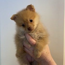 Pomchi puppies/Pomeranian/Male/Female/7 weeks,We have a beautiful litter of 6 Pomchi puppies. Mum is a Pomeranian x chihuahua and dad is full Pomeranian. Both are loving family pets, who are healthy and happy. We have 1 male and 4 females (1 male already reserved). We are looking for top quality homes for our babies and in exchange offer a life time of support. We are happy to arrange video calls to allow you to see our little bundles of joy. They will be ready to leave us on or after the 13/6/2020. They will be vet checked, immunised, wormed and flea treated up until they leave us. We will provide a puppy pack which will include a sample of the food that we are using, a blanket with mums scent on and a toy. If you have any further questions please do ask. Please do not be offended but I will ask questions too as I want the best for our babies.