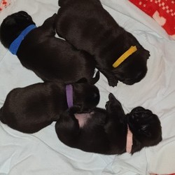 Pug puppies for sale/Pug/Male/Female/4 weeks 4 days,Puppies available from 5th july when they will be 8 weeks old. Pedigree and kc registered. Microchipping and vaccinations included. My girls first litter were born naturally. Have 2 boys and 2 girls available. £300 deposit none refundable required to avoid time wasters.