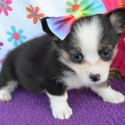 Jada/Pembroke Welsh Corgi/Female/7 Weeks,Meet Jada! Isn’t she just gorgeous? This little girl will definitely brighten up your days. She will be the talk of the town. Wouldn’t you just love to make this sweet pup yours today? Jada is more than ready to shower you with all of the love she has to offer. Jada will have a nose to tail vet check and arrive up to date on her vaccinations. Make Jada a part of your family and you will not be able to imagine your life without her.