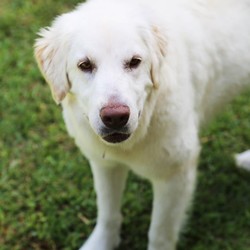 Adopt a dog:Millie (T)/Great Pyrenees/Female/Adult,You can fill out an adoption application online on our official website.This is MILLIE! Millie is a Pyr/Golden mix and is super sweet. She is 1-2 years old and was a livestock guardian but was chasing chickens! Now Millie is looking for a forever home where she can be a loved family pet! Millie is very submissive and is gaining confidence in her foster home. She is good with other dogs, cats and kids! Millie is currently in Texas but can be on the next NW transport!

All our dogs require secure VISIBLE fencing. All current pets in adoptive home must be spayed/neutered and up to date on vaccinations.

Adoption Fee: $325

Transport Fee: $250

All of our dogs are spayed/neutered, up to date on vaccinations and receive a certificate of health prior to transport.

Adoption applications can be found on our website: www.greatpyrsandpaws.org

https://greatpyrsandpaws.rescuegroups.org/forms/form?formid=5959

Northwest adopter pays cost of transport to independent transport company. Transport is arranged by GPPR.