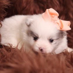 Sugar Snow/Pomeranian/Female/5 Weeks,“I know what you are thinking. You are thinking that I am just too good to be true. Well it's not a dream and you don't have to pinch yourself awake because I really can be yours! I have been staying here to get ready to be yours. I have been working on being socialized, I've been to the vet, and I've been making sure to keep up with my looks. I am all ready to head to my new home, so you better snatch me up before another family gets me! See you soon!”