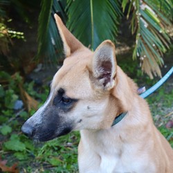 Adopt a dog:Snowy/Belgian Shepherd / Malinois/Female/Young,6 month old Shepherd mix female
she is a lover and is sweet with everyone.  She loves other dogs all sizes!

HIS/HER adoption fee is $600 USD and that will pay for his/her transport, all his/her shots up to date, neutered/spayed, microchip, rabies and health certificate.

Please e-mail us for an adoption application or more information rodedog@peoplepc.com