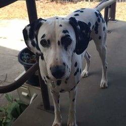 Adopt a dog:Deaf Dalmatian needs companion dog/Dalmatian/Female/2 years old ,UPDATE: INDIE IS CURRENTLY IN THE PROCESS OF AN ADOPTION.
 Thank you to everyone for opening your generous hearts and showing your interest! If her situation changes, I will contact the potential families I feel would suit her best. Thank you again!
 MY GIRL NEEDS A COMPANION DOG AND A FOREVER LOVING HOME - PLEASE HELP!!
 Pictured is my beautiful sweet girl Indie. She is very calm for a 2.5yr old Dalmatian and very very sweet natured. . She is deaf. She has epilepsy. And also shows small signs of seperation anxiety due to her health conditions (crying and sometimes barks when we go to leave the house). And because we rent - she has to be outside only and no other dogs allowed. But she really needs a companion fur baby to be with constantly to keep her calm and stable and to deflect any separation anxiety before it gets worse or out of control. Its with the heaviest of hearts I've decided to re home her for her own benefit only.  She is desexed, fully vaccinated, microchipped and is on permanent medication for her epilepsy. The medication is reasonably priced and is easily administered. Just 1 tablet in the morning and 1 at night. I take her to edgeworth animal medical center as I find they are extremely well informed and knowledgeable in regards to her conditions and very reasonably priced. And their customer service is well above and beyond any I've been to so far.  She is also well trained to read hand signals and easily sits, shakes then shakes with the other paw, lays down and rolls over. She is learning to walk politely with a halti as well. She is intelligent and responds brilliantly to any food reward training. Making any new tricks a breeze.
 I am enquiring if anyone knows of someone who has a massive heart to take in my gorgeous girl and give her the life she needs and deserves? She of course will come with all medications, food, her kennel if wanted/needed and all accessories.
 Feel free to share this post so we can find her the most loving forever home. And I am more than happy to answer any questions for potential homes via PM. Thank you for your help! Jess and Indie xx