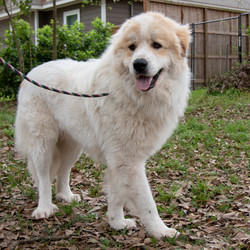 Adopt a dog:Pollux/Great Pyrenees/Male/Adult,You can fill out an adoption application online on our official website.

Hello! My name is Pollux and I have been at GPPR for about 5 months. I love it here in my foster home! They think I am handsome and smart, which I am of course. I am a male Great Pyrenees, about 5 years old, good with dogs, cats, rabbits and kids! However, I have not been around many kids. My foster Mom Joyce is feeding me lots of good food because she thinks I need to gain a little weight.

People say I have a great personality- I am quiet, easy going and my favorite thing to do is sit by my person. I love guarding my foster family's rabbits! My friends run the fence when the kids come by riding bikes, Dolly and the others bark, and I bark! It's so fun! I just love to watch them. Also, if you become my person, you will never have to go anywhere alone for I, Pollux, will be right with you. Being an easy-going guy, I love it when I am given attention!

Joyce says I am healthy, I drink loads of water but other than that, my vet says I am in good shape! I know how to sit, wait, shake and have a cute way of saying hello! Like I mentioned before, I am so smart. My foster Mom is a dog trainer extraordinaire and she thinks I, Pollux, would be a good therapy dog. I would love that because I love all the peoples and am calm, gentle and sweet! Pollux is currently being fostered in Texas but can be on the NW transport!

All our dogs require secure VISIBLE fencing. All current pets in adoptive home must be spayed/neutered and up to date on vaccinations.

Adoption Fee: $325

Transport Fee: $250

All our dogs are spayed/neutered, up to date on vaccinations and receive a certificate of health prior to transport.

Adoption applications can be found on our website: www.greatpyrsandpaws.org

https://greatpyrsandpaws.rescuegroups.org/forms/form?formid=5959

Northwest adopter pays cost of transport to independent transport company. Transport is arranged by GPPR.