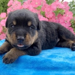 Bane/Rottweiler/Male/,“Are you looking for the best puppy ever? Well, you found me! My name is Bane and I am the best! How do I know? Well, just look at me. Aren’t I adorable? Also, I come up to date on my vaccinations and vet checked from head to tail, so not only am I cute, but healthy too! I promise to be on my best behavior when I’m with my new family. I’m just a bundle of joy to have around. So, hurry and pick me to show off what an excellent puppy you have!”
