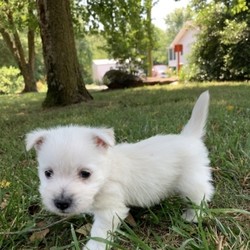 Fig/West Highland White Terrier/Male/,