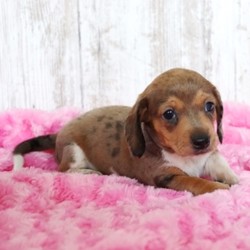 Nala/Dachshund/Female/,Meet Nala! She is the center of our world and the center of all the attention everywhere she goes. Nala is eagerly waiting to go home to her new family. Will she be going home with you? What is special about Nala? Just look at her! She is one of the cutest puppies that you will ever come across. The greatest thing about this little girl is that she loves to play and likes to follow you everywhere. She is sure to be a big hit with your family and friends. Nala will come to you up to date on her vaccinations and vet checked. Don't miss out on bringing this beautiful girl home. Call now!