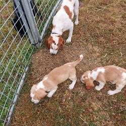 Beagle puppies available/Beagle/Male/,Just one boy beagle puppy available now can be seen with mum
flead
wormed
vaccination 
microchipped 
vet checked 
ready available now